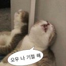 세희목장 | 망고의 고향 나트랑 여행 (판랑사막투어, 멜리아 빈 펄 깜란 리조트)