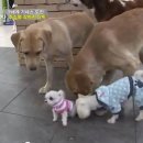 [동물농장] 초소형 강아지 단비 (귀염주읰ㅋㅋㅋㅋㅋㅋ) 이미지