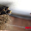 어미횟집 - 옥천군 성신로 75 | 어미횟집