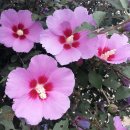 샤론의꽃 이미지