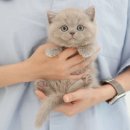 영천동물병원 | 영천,브리티쉬숏헤어분양 종착지는 미유펫 대구점