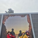 까멜리아 이미지