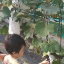 석호농원 이미지