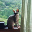 브리즈 동물병원 | 인천 서구 스핑크스 고양이 건강검진 후기! @브리즈동물병원