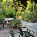 정원야생화 | 경주 정원 카페 야생화 일기 :: 경주 정원 카페 데이트 후기 (+ 라벤더 아이스크림)