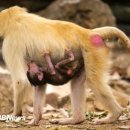 동물왕국 이미지