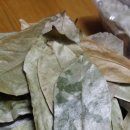 [베트남직판매] 그라비올라 건잎 / 그라비올라 분말 / 그라비올라 환 입니다 Graviola 이미지
