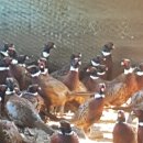 예민꿩농장 이미지