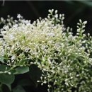 싸리재샘 이미지