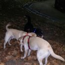 24시 안박동물병원 이미지