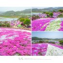 지리산펜션 | 경남 가볼만한곳 산청 꽃잔디 봄꽃축제 산청여행 코스
