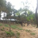 성업목장 이미지