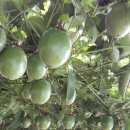 영창농장 이미지