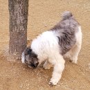 개구쟁이 애견 이미지