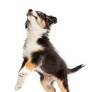 (단기)반려동물미용사(자격증) 이미지