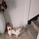 알로하무인텔 이미지