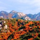 단풍 이미지