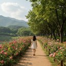 당신만을 위한 길 | 노근리 평화공원, 혼자만의 조용한 꽃길 산책이 필요한 당신을 위한 힐링 여행지