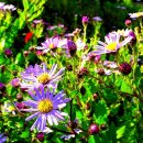 춤의정원 이미지