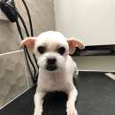 대치수동물병원 이미지