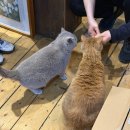 도담농원 | 강릉 아이랑 여행중 잠시 들러본 뒷뜨루 관광농원 솔직후기