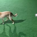 멍크라운 이미지