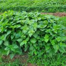 득성농장 이미지