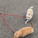 도그랭 강아지놀이방 이미지