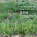 🐦후투티(Upupa epops) 👑머리 위의 화려한 왕관, 인디언 추장 🦓겉모습은 귀족, 현실은 지독한 냄새 이미지