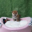 아기강아지 이미지