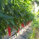 중도보건진료소 이미지