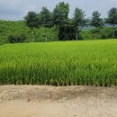 간현소금산공인중개사사무소 | 원주시 소금산그랜드밸리 "간현관광지 시골강아지 복돌이 산책"(2024/08말)