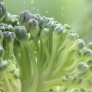 (주)래디컬챔버 | 항산화제 항암효과를 가진 100% 오가닉 설포라판 BrocOn 브록온 소싱을 축하합니다! 후기,이벤트포함!