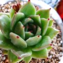 석장주유소 네이버블로그