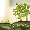 미호의파피루스