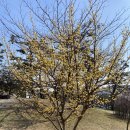 연무초등학교 | 수원화성 벚꽃놀이 개화 현황, 만개 장소 공유!🌸 화홍문~방화수류정 연못(용연)~북암문 성곽길