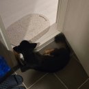 나의다짐 | [임보종료] 매일매일 보고 싶은 나의 깨발랄 차차의 마지막 임보일기 임보 후기 임보다짐