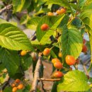 영림농장 이미지