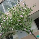 숯불무궁화갈비 이미지