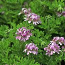 레몬제라늄(Lemon Geranium) 이미지