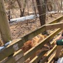 알파카월드 | [알파카체험] 홍천 알파카월드 내돈내산 솔직후기! 아이와 가볼만한 곳