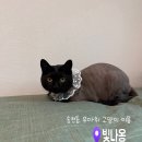 전주송북초등학교 | [전주] 무마취 고양이 미용|교감미용|노묘미용|빛나옹