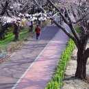 남천제방길 이미지