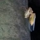 맴맴 - 광산구 | 맴맴