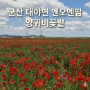 수빈농장 | ​군산 가볼만한곳 엔오엔팜, 지금 꼭 가야할 붉은 양귀비꽃밭과 이색 농산물 카페 후기