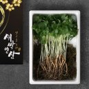맘스호미