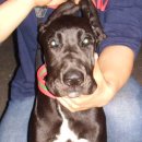 달마시안 이미지