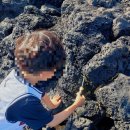 제주마중in판포 이미지