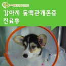 25시 동물병원 | 25시동물병원-동맥관 개존증 진료후기