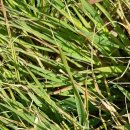 선유도 오룡묘 이미지